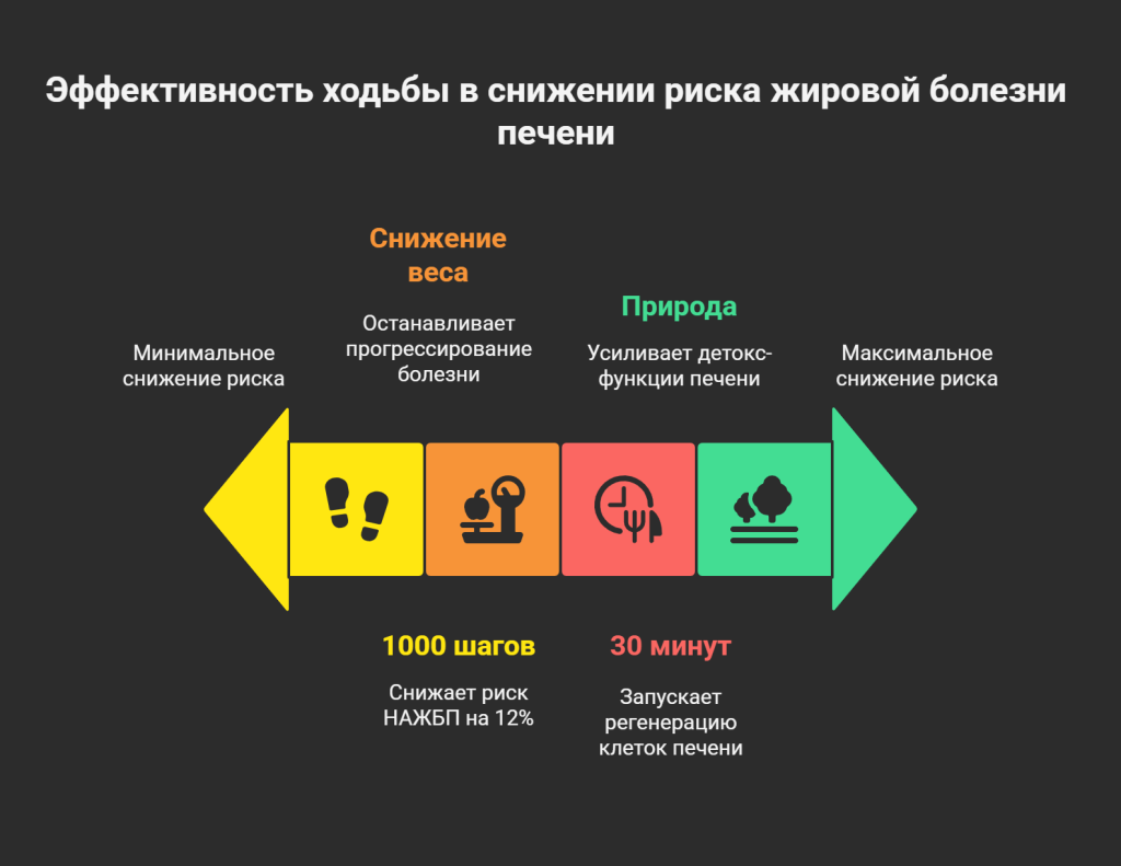 Инфографика о пользе ходьбы для профилактики жировой болезни печени с акцентом на оздоровление на Нарочи